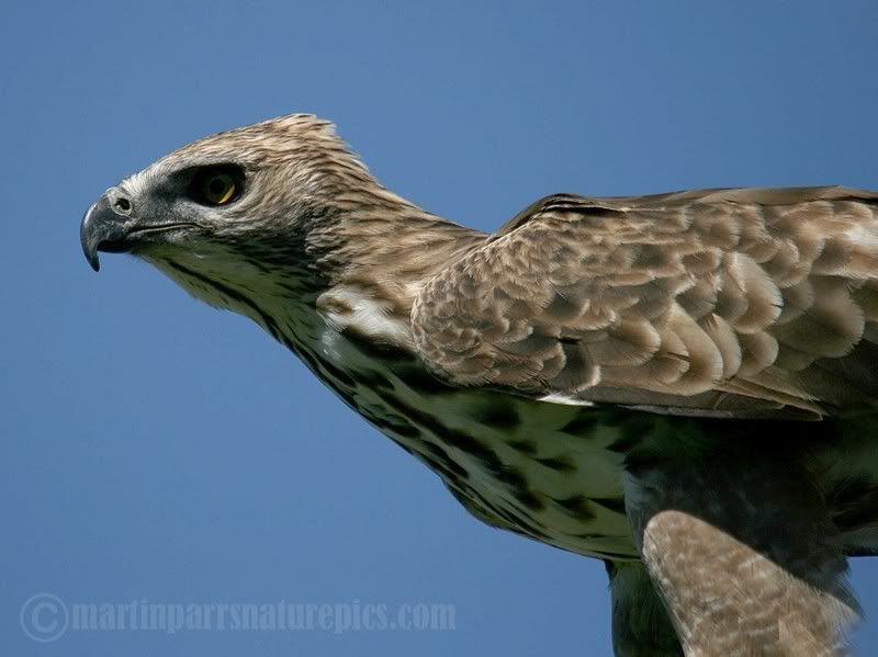 ChangeableHawk-Eagle.jpg