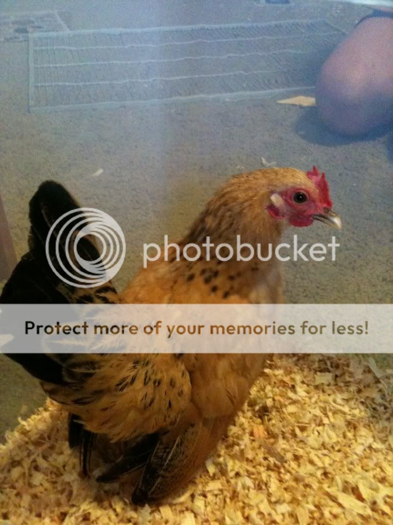 Newchickens227.jpg