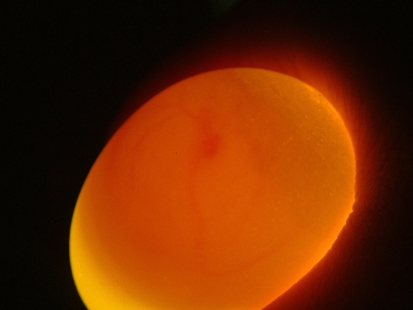 4545251992_99ab7cc239_o.jpg