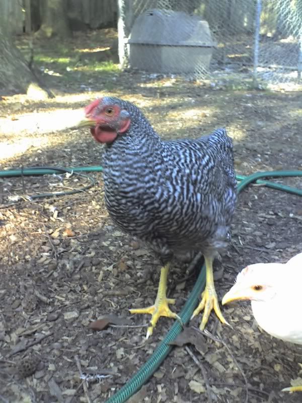 Henrietta.jpg