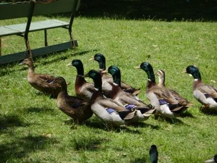 ducksontheloose.jpg