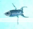 weirdbug.jpg