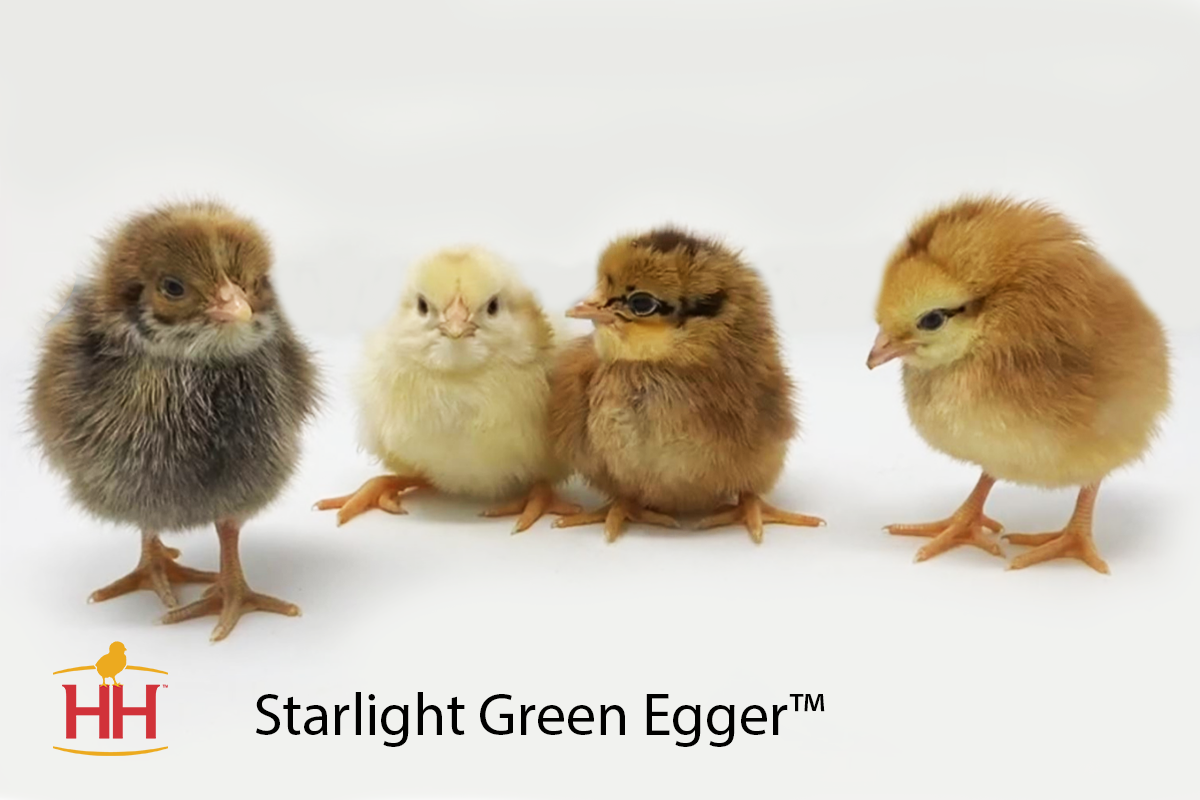 https://images.hoovershatchery.com/images/Starlight%20Green%20Egger%20Chick%20Photo.png