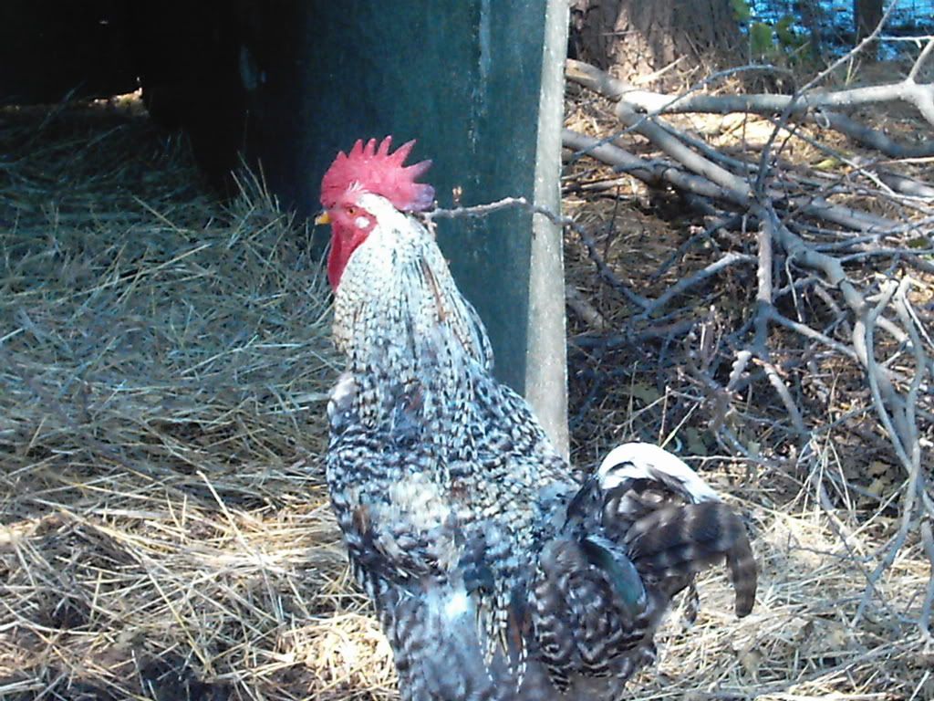 animals008.jpg
