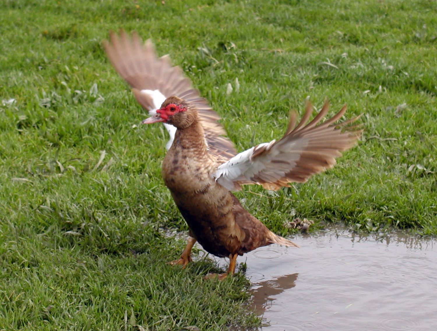 500x1000px-LL-773115fe_flapper_2.jpeg