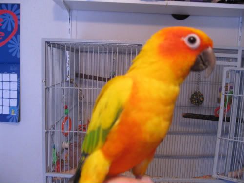 LarrikinAvatarUncropped.jpg