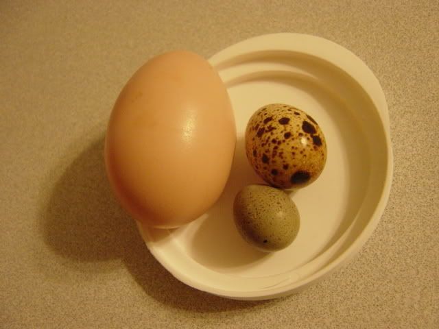 DSC03689.jpg