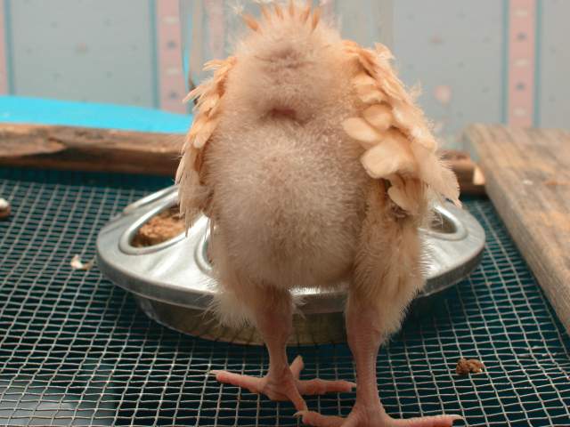 chicken-butt.jpg