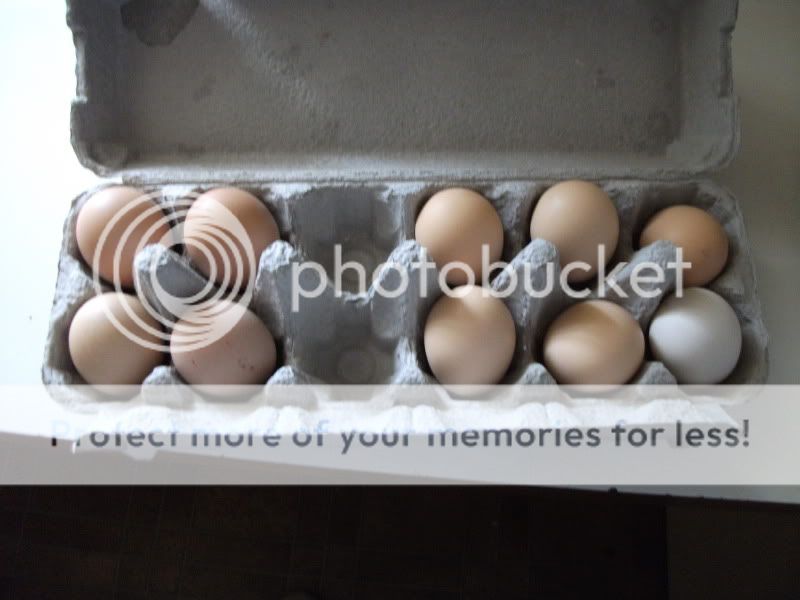 whiteegg.jpg
