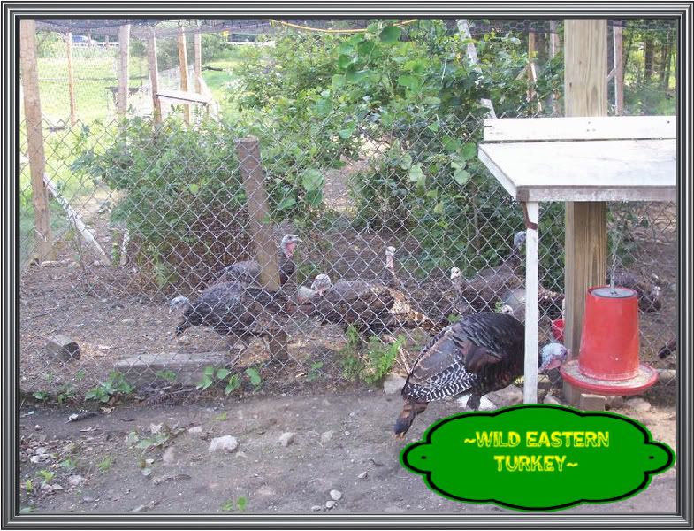 pheasantchicks019.jpg