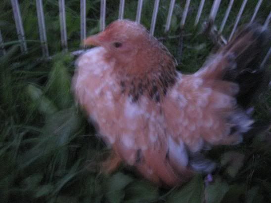 Henchickforsale.jpg