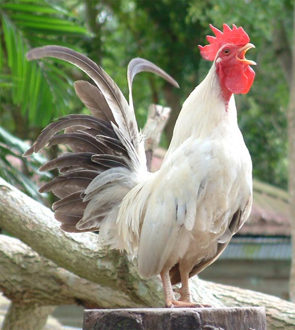 chicken.jpg