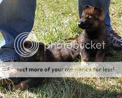 pup2.jpg