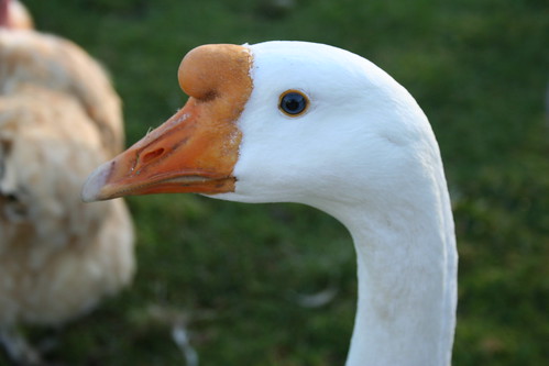3199740677_0576c0cfcb.jpg