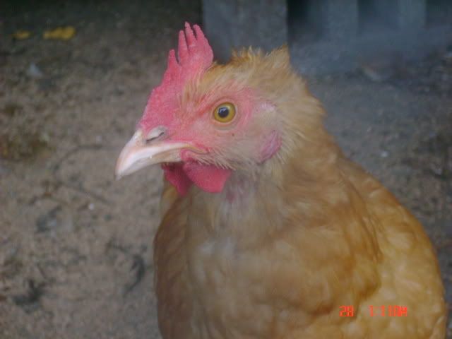 DSC01505-1.jpg