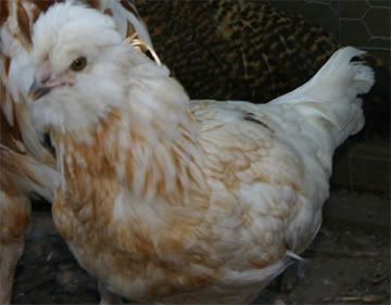 PorloffPullet.jpg