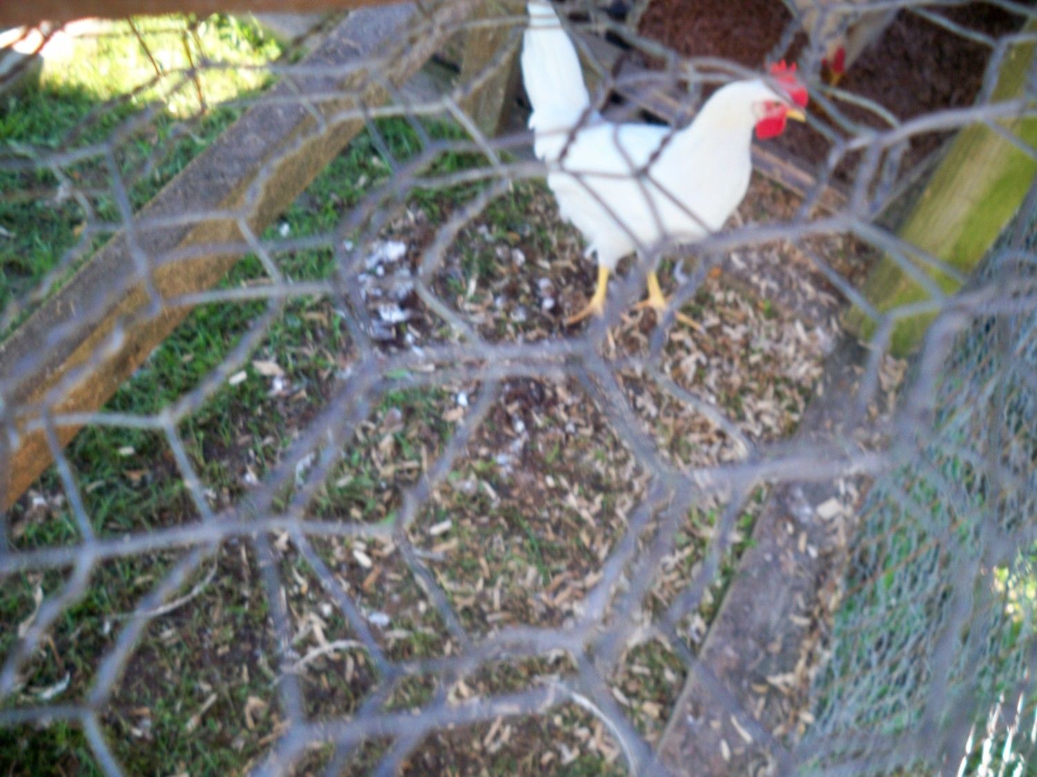 200x200px-ZC-af0baee1_wayneschickens5-19-2012066.jpeg