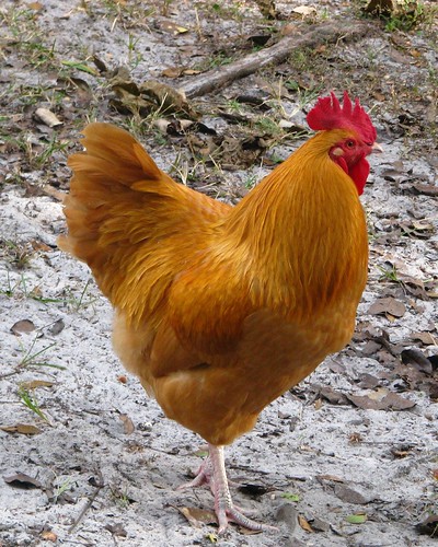 3137106680_f02d6068df.jpg