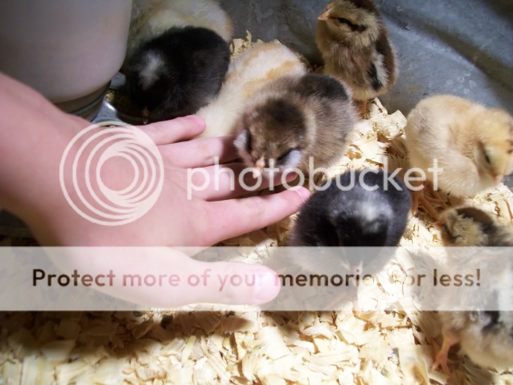 chicks2078.jpg