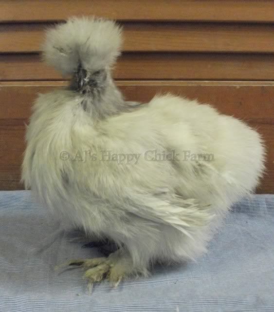 lav37blpullet2.jpg