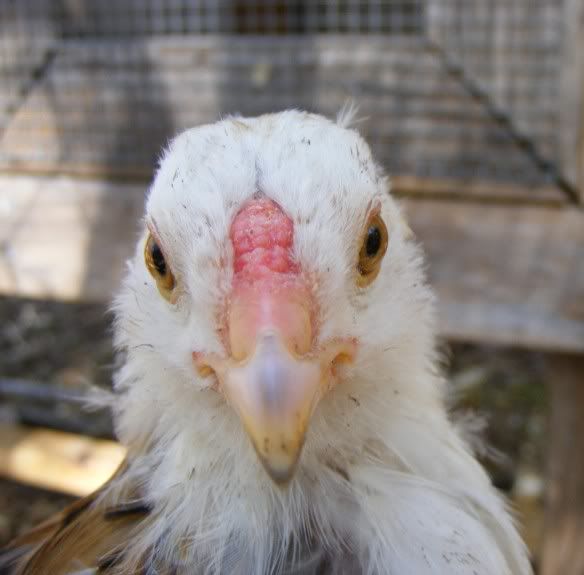chicks110109a004.jpg