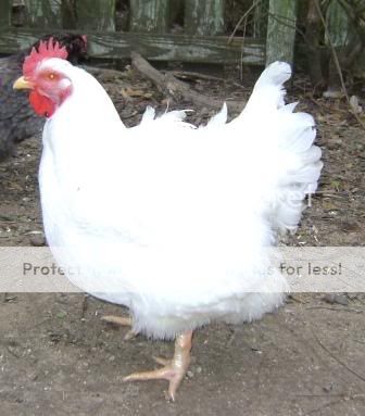 cornishhen1.jpg