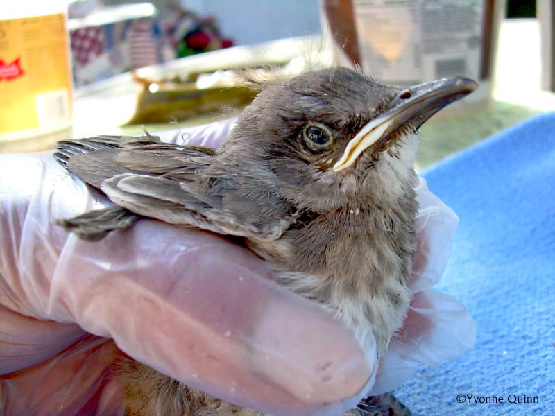 thrasher0903-YvonneCurvedBillThrasher.jpg