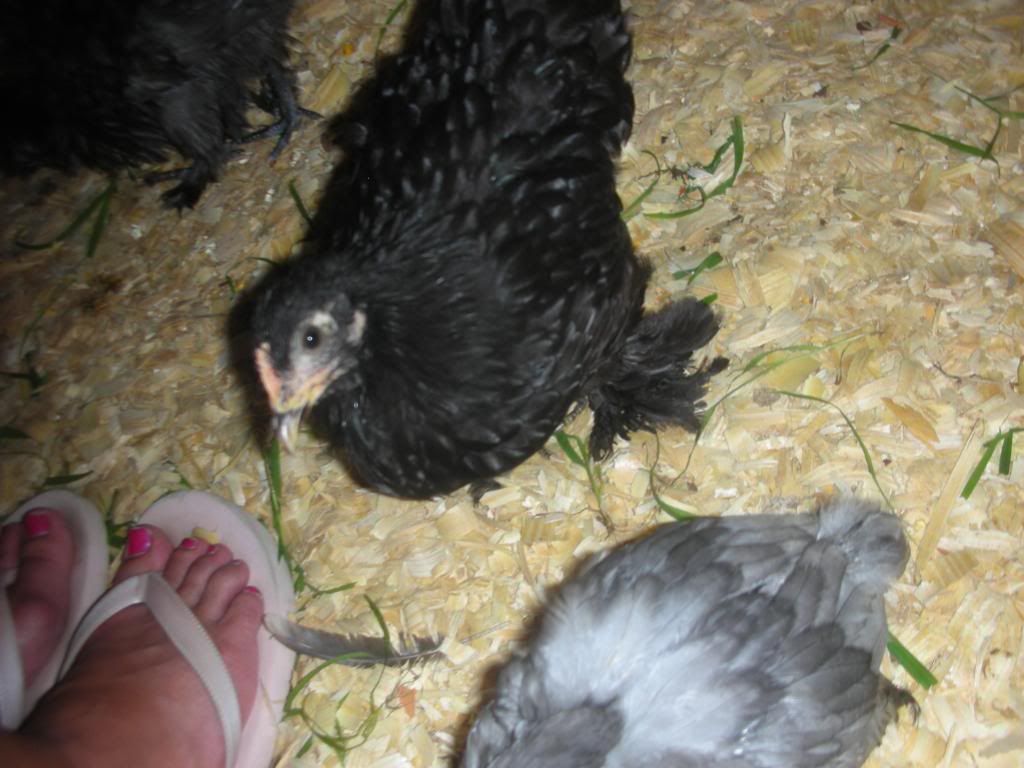 NewerChickens1012.jpg
