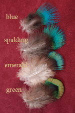 bluegreen.gif