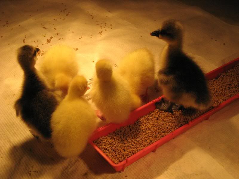 Goslings004.jpg