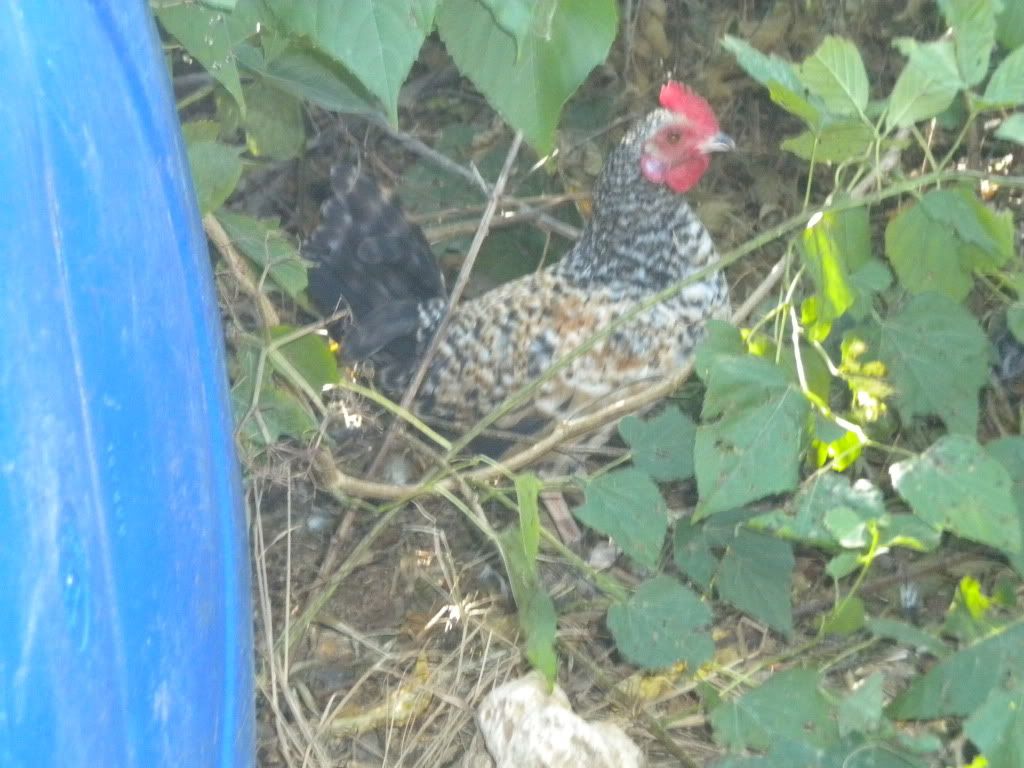 chicksat1month031.jpg