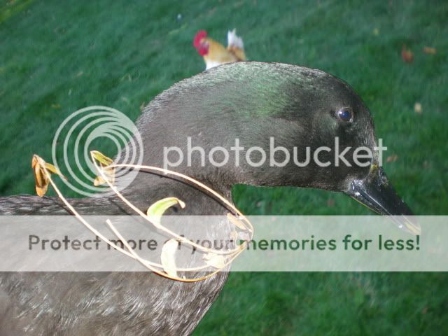 DSCN3459.jpg