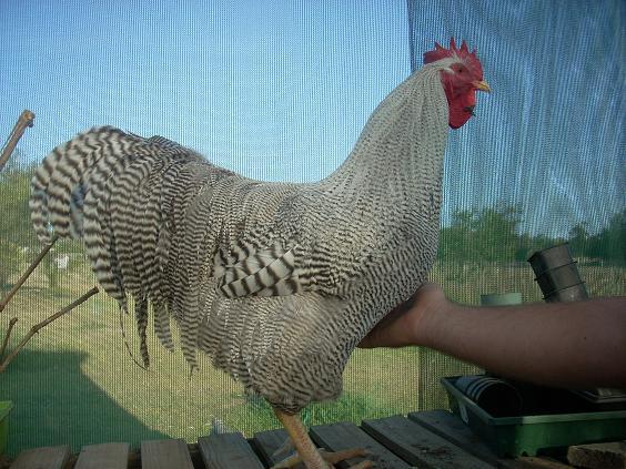 Light_Barred_Plymouth_Rock_Cock_09.jpg