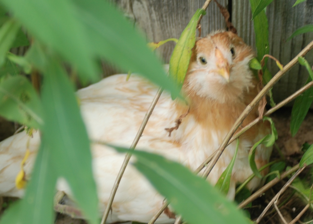 goldy-pullet.JPG