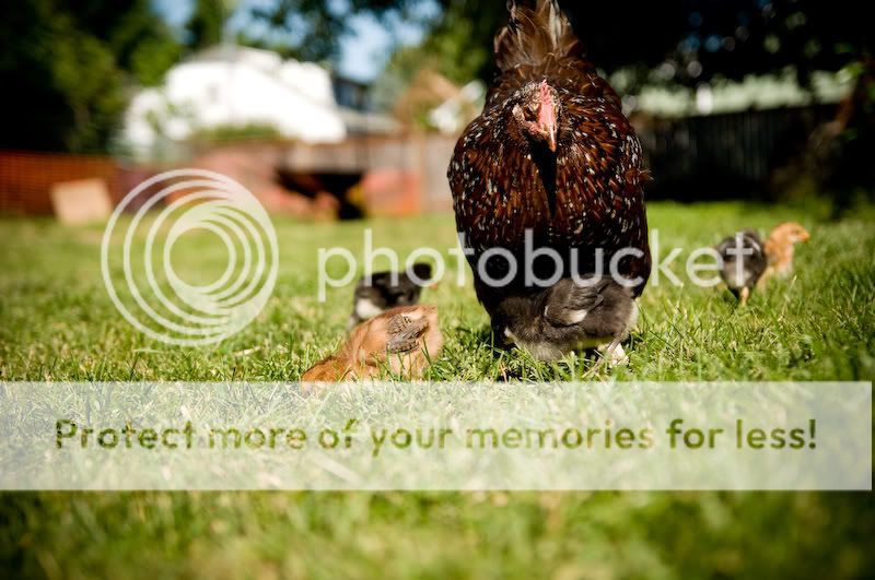 0806chickens006.jpg