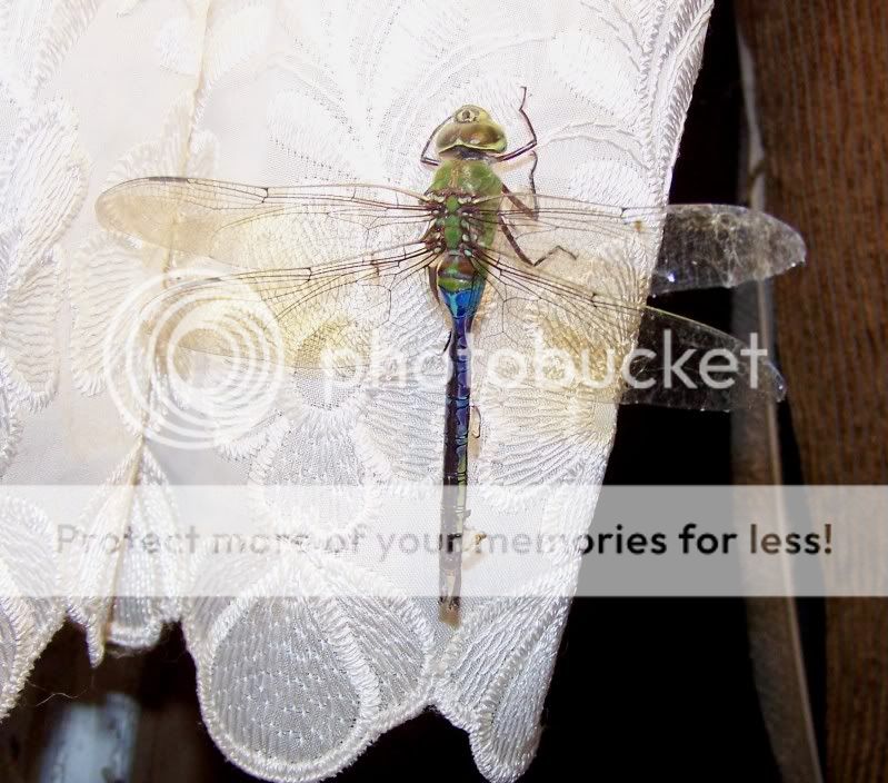 dragonfly5.jpg