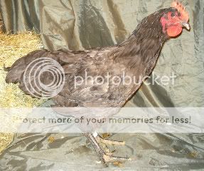 19-cockerel.jpg