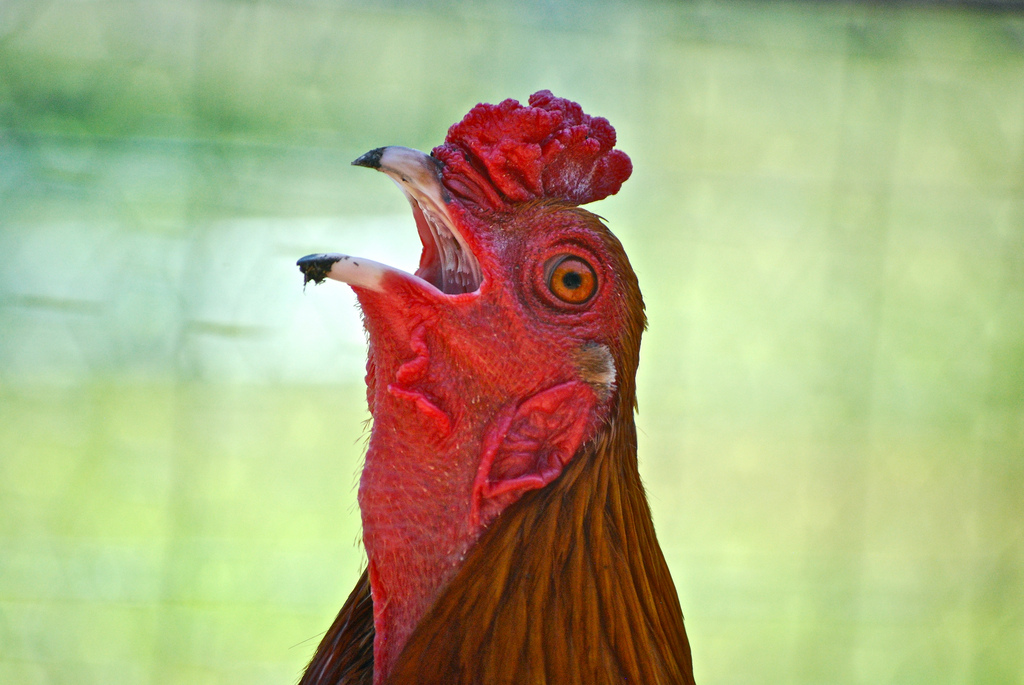 rooster_crow.jpg