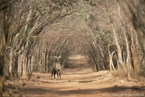 22-NILGAI-ON-TRACKbody.jpg