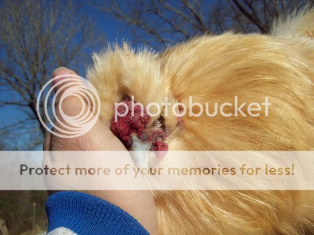 Pufflovesme.jpg