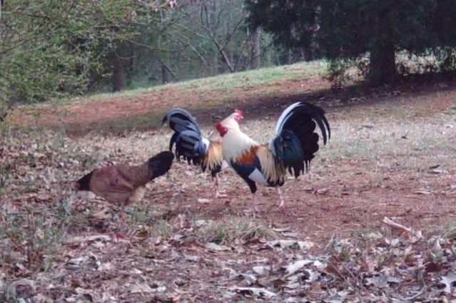 Hen.jpg