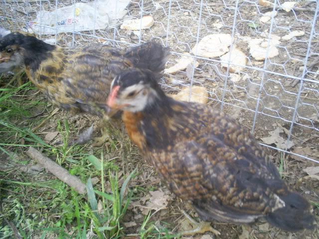 animals032.jpg