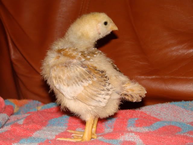 DSC06503.jpg
