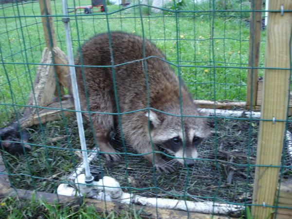 coon2b.jpg