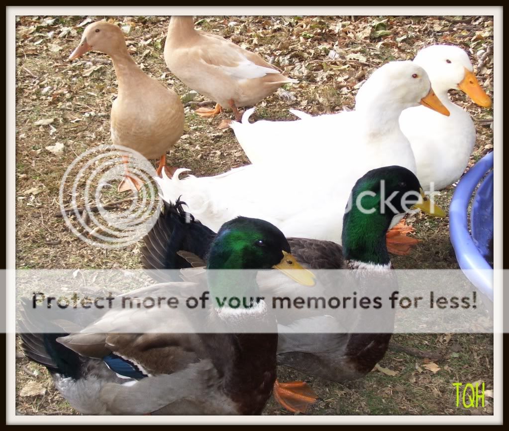 Ducks.jpg