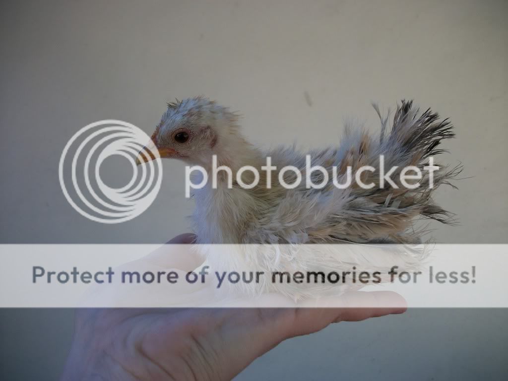 birds004.jpg