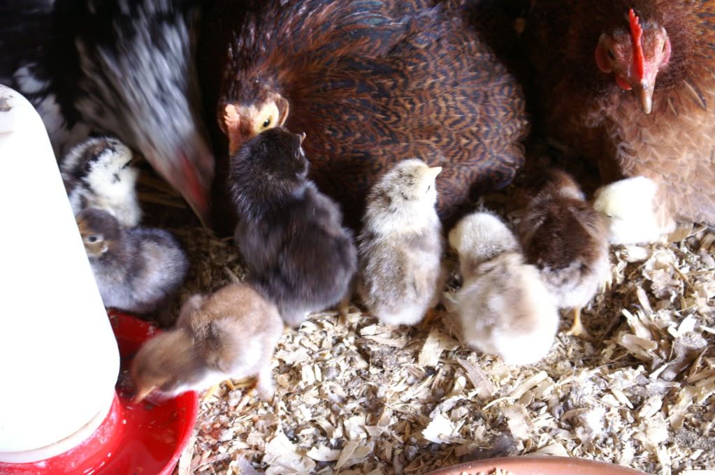 mychickens071.jpg