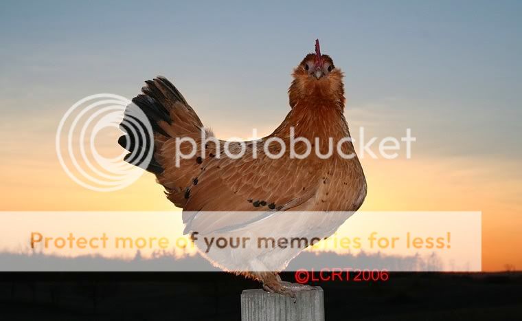 Luckysunset.jpg