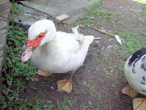 100_2107.JPG