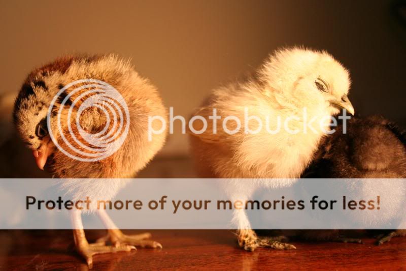 chickssss057.jpg